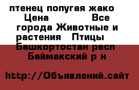 птенец попугая жако  › Цена ­ 60 000 - Все города Животные и растения » Птицы   . Башкортостан респ.,Баймакский р-н